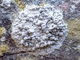 Dirina massiliensis image