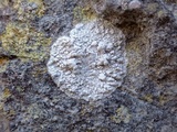 Dirina massiliensis image