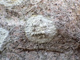 Dirina massiliensis image