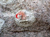 Dirina massiliensis image