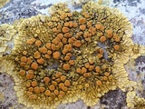 Caloplaca saxicola image