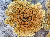 Caloplaca saxicola image