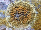 Caloplaca saxicola image