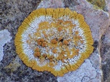 Caloplaca flavescens image