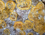 Caloplaca flavescens image