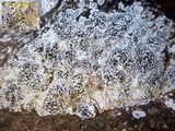 Arthonia meridionalis image