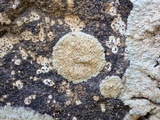 Diploicia canescens image