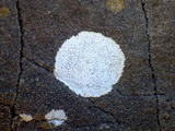 Opegrapha durieui image