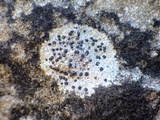 Arthonia meridionalis image