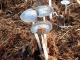 Coprinopsis cinerea image