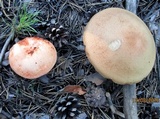 Leccinum vulpinum image