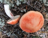 Leccinum vulpinum image