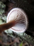 Panus lecomtei image