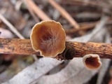 Schizophyllum amplum image
