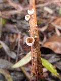 Schizophyllum amplum image