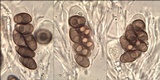 Rinodina oleae image