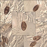 Rinodina oleae image