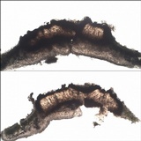 Opegrapha physciaria image