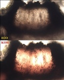 Opegrapha physciaria image