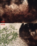 Opegrapha physciaria image