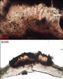 Opegrapha physciaria image