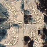 Opegrapha physciaria image