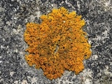 Xanthoria weberi image