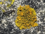 Xanthoria weberi image