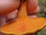 Hygrophoropsis aurantiaca image