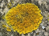 Xanthoria ulophyllodes image