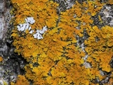 Xanthoria ulophyllodes image
