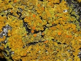 Xanthoria ulophyllodes image