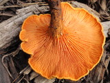 Hygrophoropsis aurantiaca image
