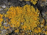 Xanthoria ulophyllodes image