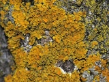 Xanthoria ulophyllodes image