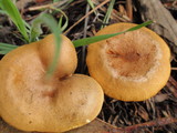 Hygrophoropsis aurantiaca image