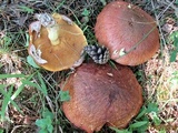 Suillus luteus image