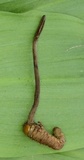Ophiocordyceps ravenelii image