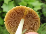 Bolbitius vitellinus image