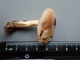 Hygrophorus goetzei image