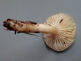 Hygrophorus goetzei image