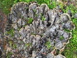 Peltigera canina image