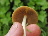 Bolbitius vitellinus image