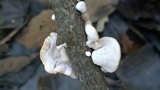 Schizophyllum amplum image