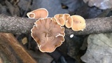Schizophyllum amplum image