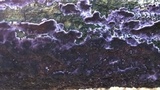 Chondrostereum purpureum image