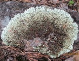 Xanthoparmelia cumberlandia image