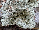 Xanthoparmelia cumberlandia image