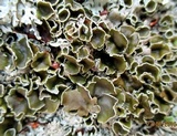 Xanthoparmelia cumberlandia image