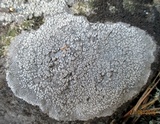 Lecanora rupicola var. rupicola image